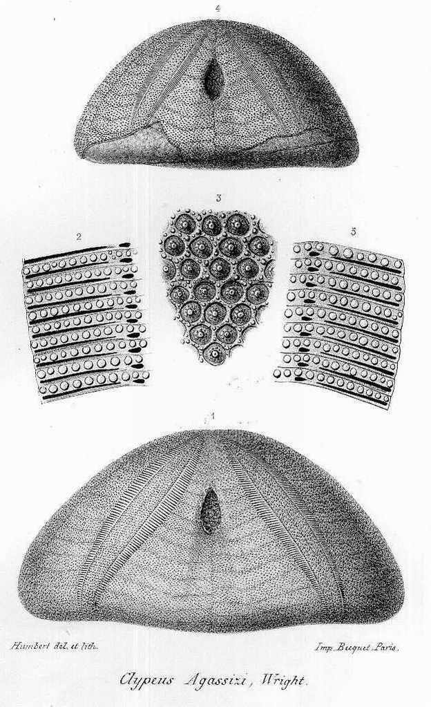 Clypeus agassizi, periprocte, d'apres COTTEAU.JPG