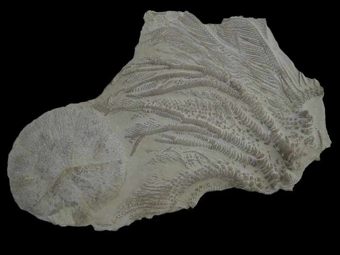 Clypeus angustiporus, Bathonien, Yonne, 26mm.jpg