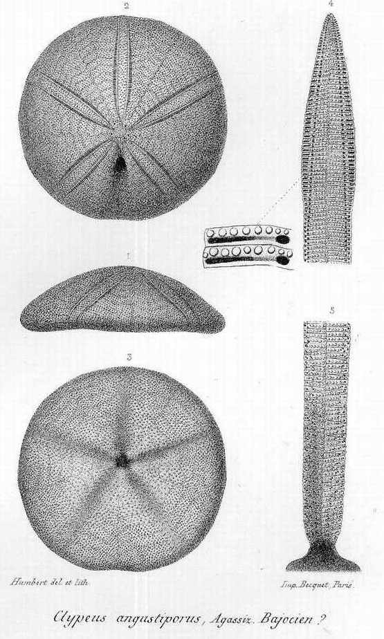 Clypeus angustiporus, d'apres COTTEAU.JPG