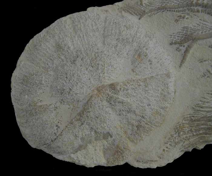Clypeus angustiporus, detail, Bathonien, Yonne, 26mm.jpg