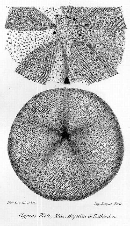 Clypeus ploti, vue orale, d'apres COTTEAU.JPG