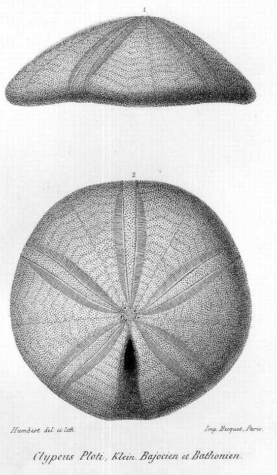 Clypeus plotii, vue ambitale et periprocte, d'apres COTTEAU.JPG