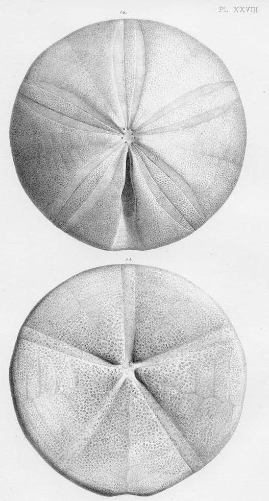 Clypeus plotii, vue apicale et orale d'apres WRIGHT.JPG