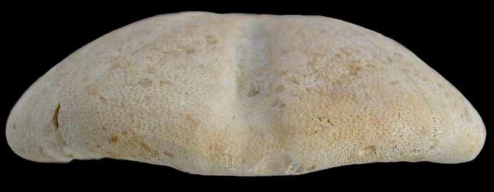 Clypeus plotii, vue arriere, Bajocien superieur, Meurthe et Moselle, France, 78mm.jpg