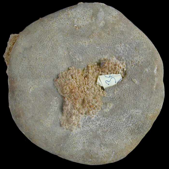 Clypeus plotii, vue orale, Bajocien moyen, Meurthe et Moselle, 71mm.jpg