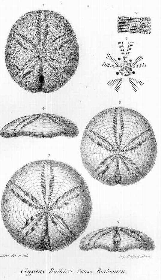 Clypeus rathieri, d'apres COTTEAU.JPG