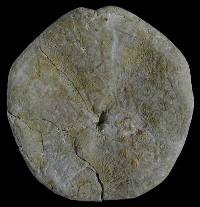 Clypeus subulatus, vue orale, Oxfordien superieur, Meuse, France, 58mm.jpg