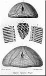 Clypeus agassizi, periprocte, d'apres COTTEAU