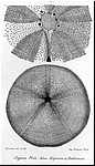 Clypeus ploti, vue orale, d'apres COTTEAU