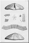 Clypeus plotii, vue ambitale et periprocte d'apres WRIGHT