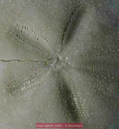 Cyclaster brevistella, detail.JPG