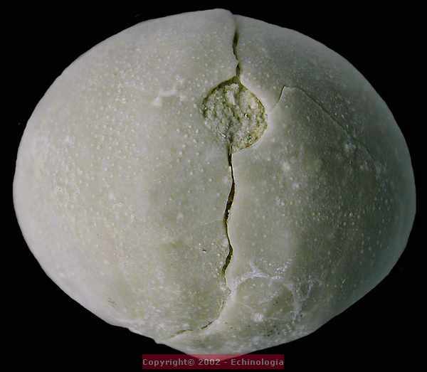 Cyclaster brevistella, periprocte, miocene, lentille marneuse de Cadell, Morgan, Australie du sud, 40mm.jpg