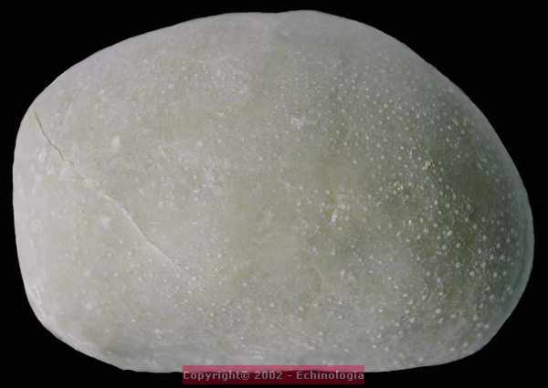Cyclaster brevistella, vue ambitale, miocene, lentille marneuse de Cadell, Morgan, Australie du sud, 40mm.jpg