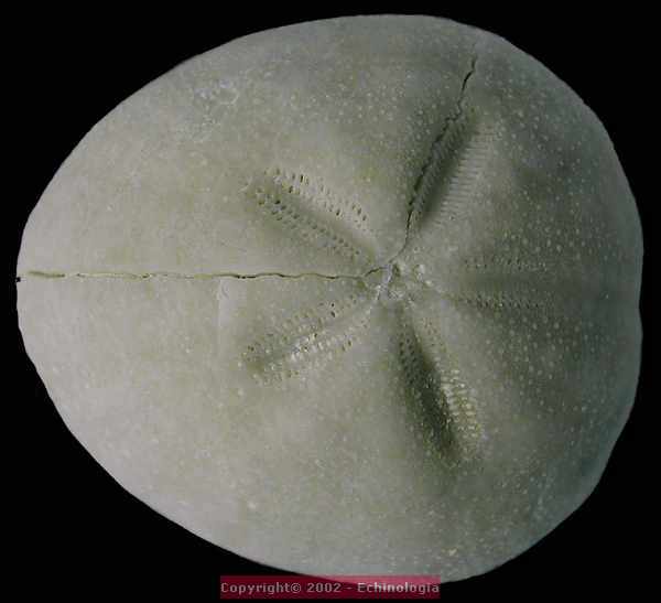 Cyclaster brevistella, vue apicale, miocene, lentille marneuse de Cadell, Morgan, Australie du sud, 40mm.jpg