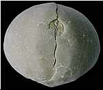 Cyclaster brevistella, periprocte, miocene, lentille marneuse de Cadell, Morgan, Australie du sud, 40mm
