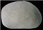 Cyclaster brevistella, vue ambitale, miocene, lentille marneuse de Cadell, Morgan, Australie du sud, 40mm