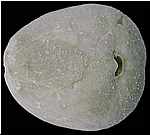 Cyclaster brevistella, vue orale, miocene, lentille marneuse de Cadell, Morgan, Australie du sud, 40mm