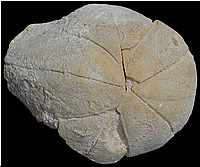 Pygurus lampas, Cenomanien, Charente Maritime, 120mm