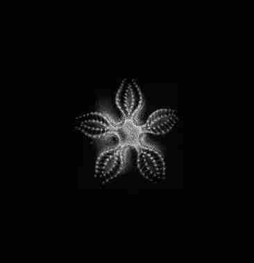 ECHINOLOGIA.COM Index du Forum